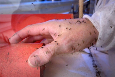 A hand inside a box is covered by mosquitos.