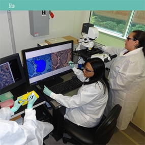 NCEZID laboratorians use a cutting-edge technology called laser microdissection to measure the amount of Zika virus in specific cells.