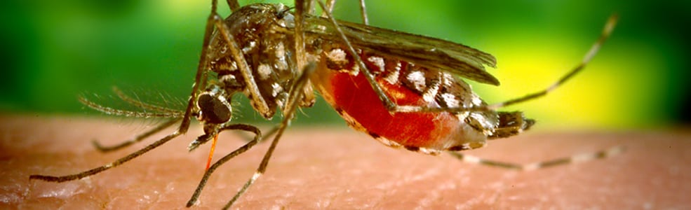 A close up of a mosquito
