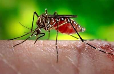 closeup photo of the mosquito