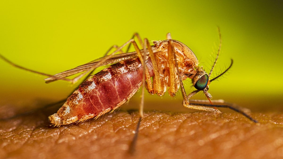 A female Culex mosquito feeding on a person.