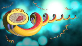 Illustration of syphilis bacteria