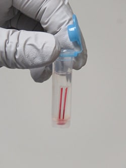 Photo of a collection tube for the blood draw