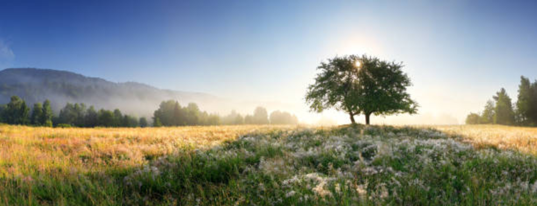 Image of the sun casting shadows on a lush field through the top of a tree