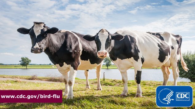 Two spotted dairy cows in a field with a lake behind them. Text overlay: 
