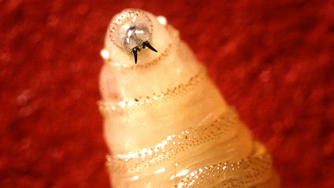 NWS larva's mouth hooks or mandibles.