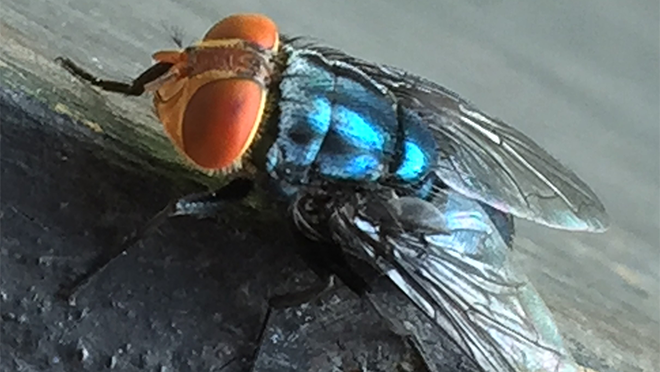 New World Screwworm Outbreak | New World Screwworm | CDC