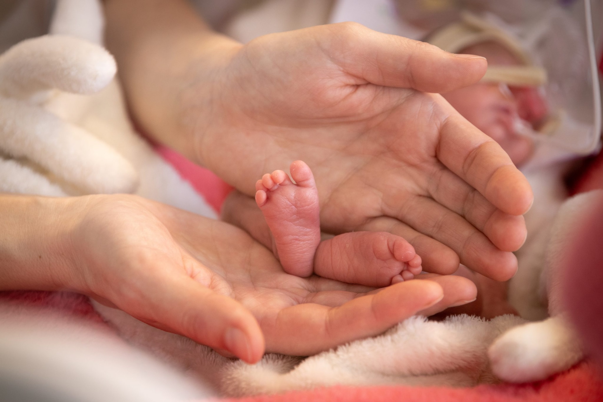 Decorative: adult hands holding the tiny feet of a prematurely born