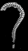 spine shaped like a question mark