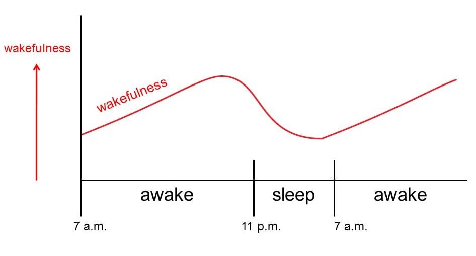 The rise and fall of circadian rhythms, which promote wakefulness across the 24-hour day. 