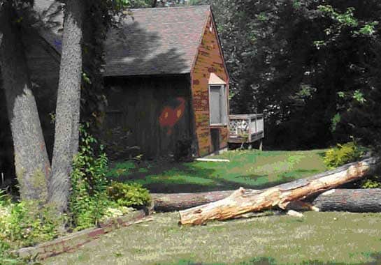 Fallen Tree Sections Showing Tree Decay