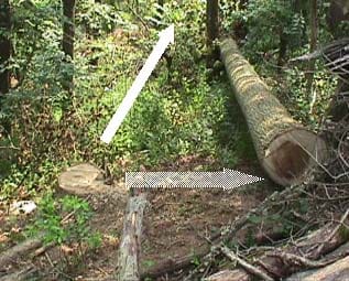 Figure l. The photo shows the relationship between the stump, intended direction of fell (solid arrow), the victim's retreat and final resting place (segmented arrow).  Note the  limited escape path (due to the scrap timber in the foreground)
