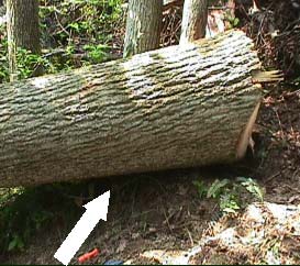 Figure 4.  This photo shows the section of the tree which pinned the victim across his back.  The white arrow represents the approximate location of his head.