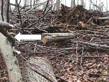 Figure 2. This photo shows the opposite side of the dirt pile and root wad.  The arrow points to the tree which was pushed over on the victim. 