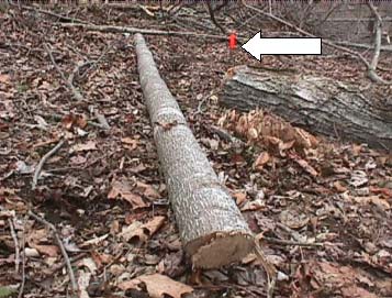 Figure 3.  This photo shows the segment of tree which hit the victim.  The orange flag represents the victim's position when struck.