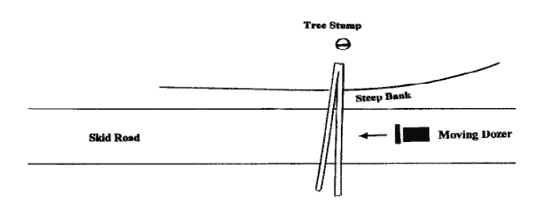 Figure l. This illustrates the tree's position as felled and topped.