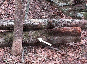 Figure 4. The arrow points to the chainsaw kerf left by the victim as he attempted to butt the log.