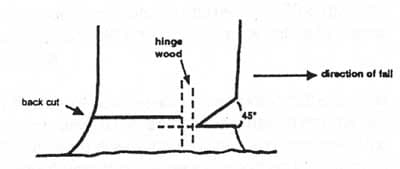 Figure 1. Illustration showing a proper backcut and hingewood.