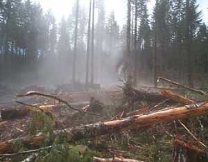 Example of a slash pile at a logging site.