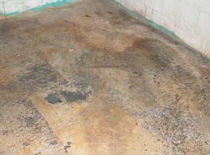 Figure 4. Carpet glue remnants on den concrete floor.