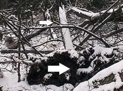 Figure 4. The photo shows the weak root system and the associated root wad of the tree which was pulled over onto the victim due to entanglement.