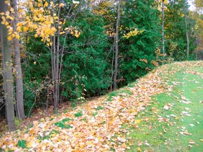 wooded area next to fringe of green