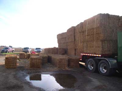 Double-strapped bales on gooseneck, bales that fell from trailer deck