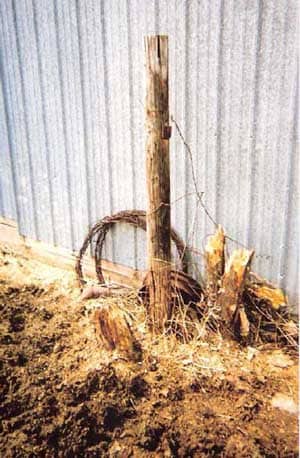 fence post, dead tree saplings broken off