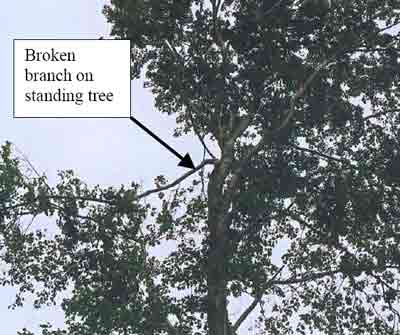 Broken standing tree branch