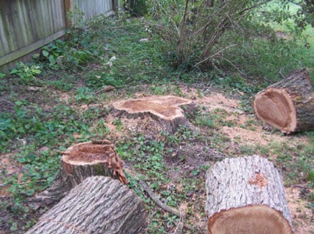 two tree stumps the arborist was removing