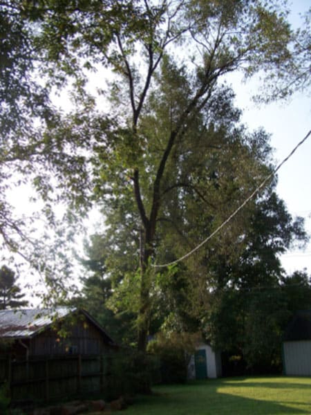 third tree to be removed and power line