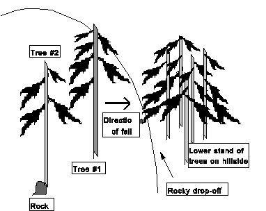 Aerial view of tree positions on hillside