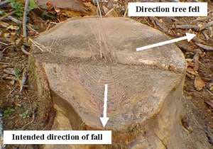 Photograph of the tree stump that struck the logger