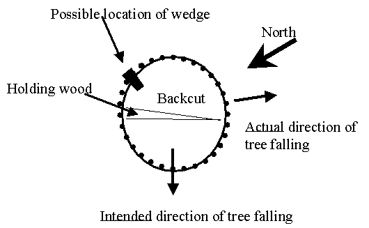 Schematic of stump that struck the logger