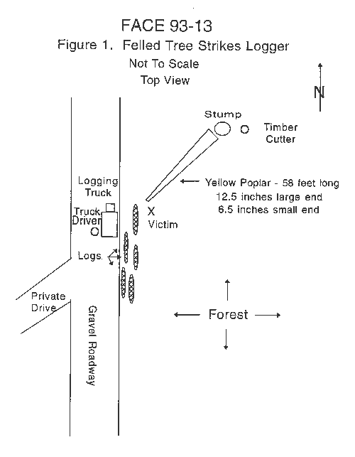 diagram of felled tree striking logger