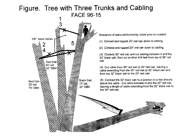 diagram of tree with three trunks and cabling