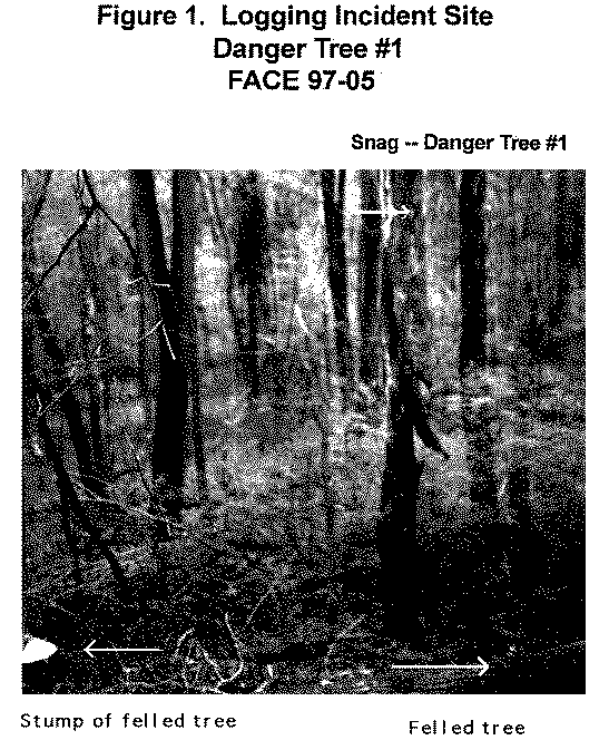 photo of danger tree #1