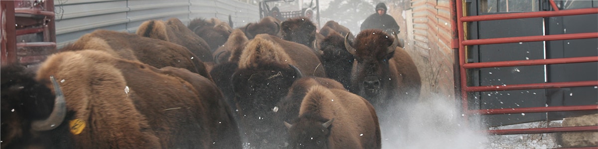 Buffalo Herd Workers