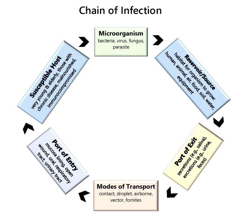8 The Chain Of Infection Ideas Chain Of Infection Inf - vrogue.co
