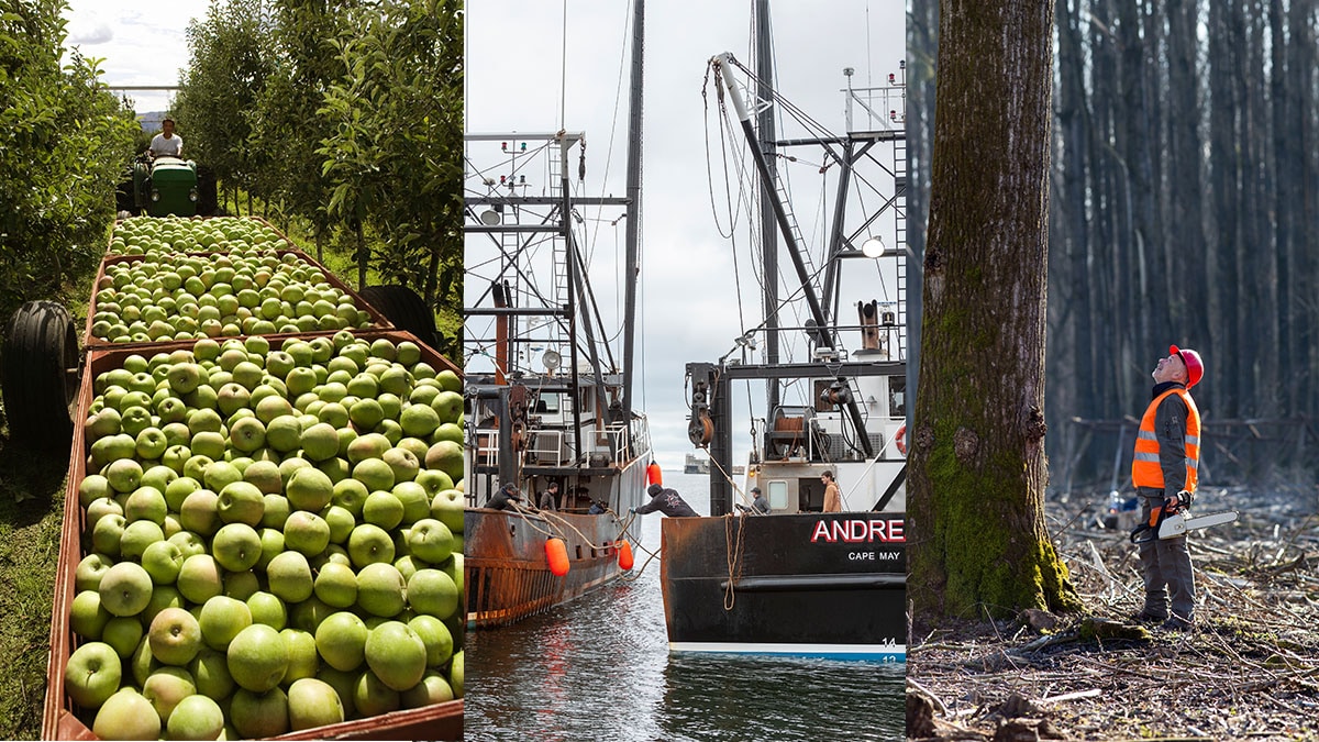 Photos of an apple harvest, fishing boats, and forestry worker.