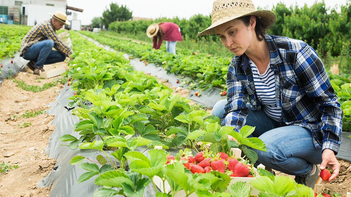 Agricultural workers in strawberry fields