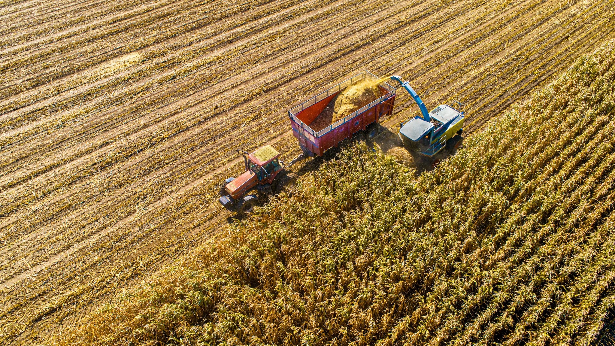 aerial photo of fall harvest