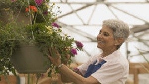 Older worker in a greenhouse