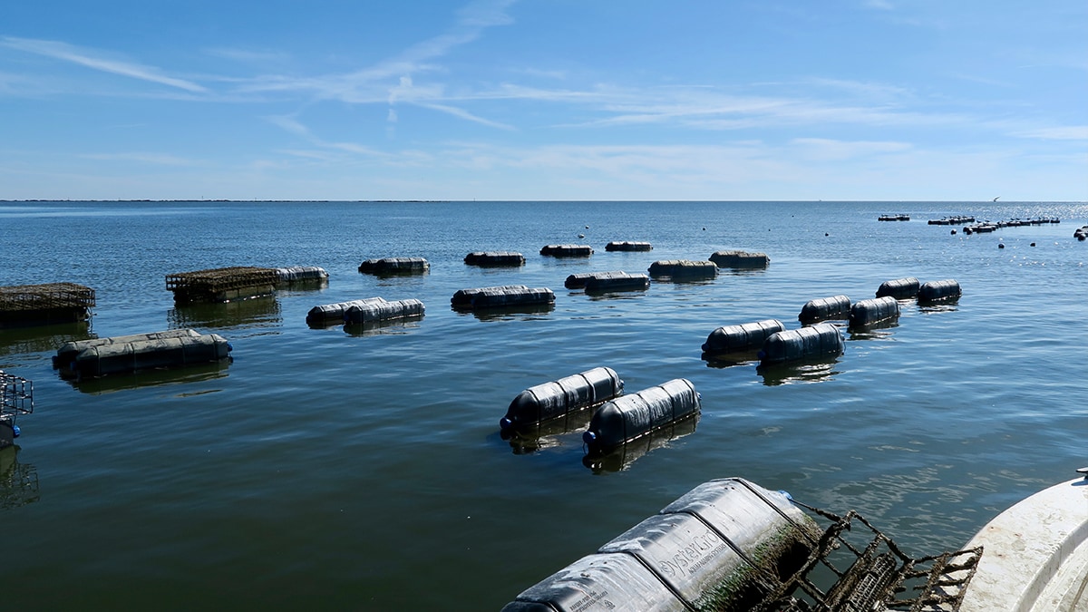 Oyster farming cages in the Gulf of Mexico. Image credit: iStock / Getty Images Plus