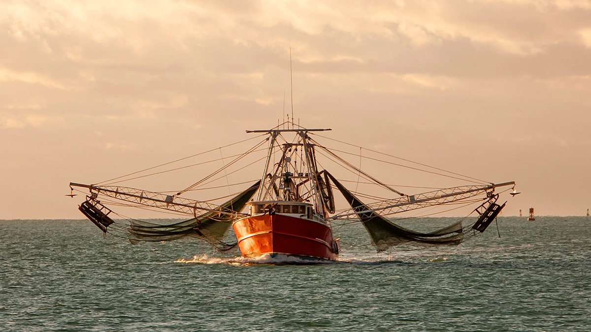 Commercial shrimp boat with its distinctive rigging heading out from Key West, FL. Image credit: iStock / Getty Images Plus