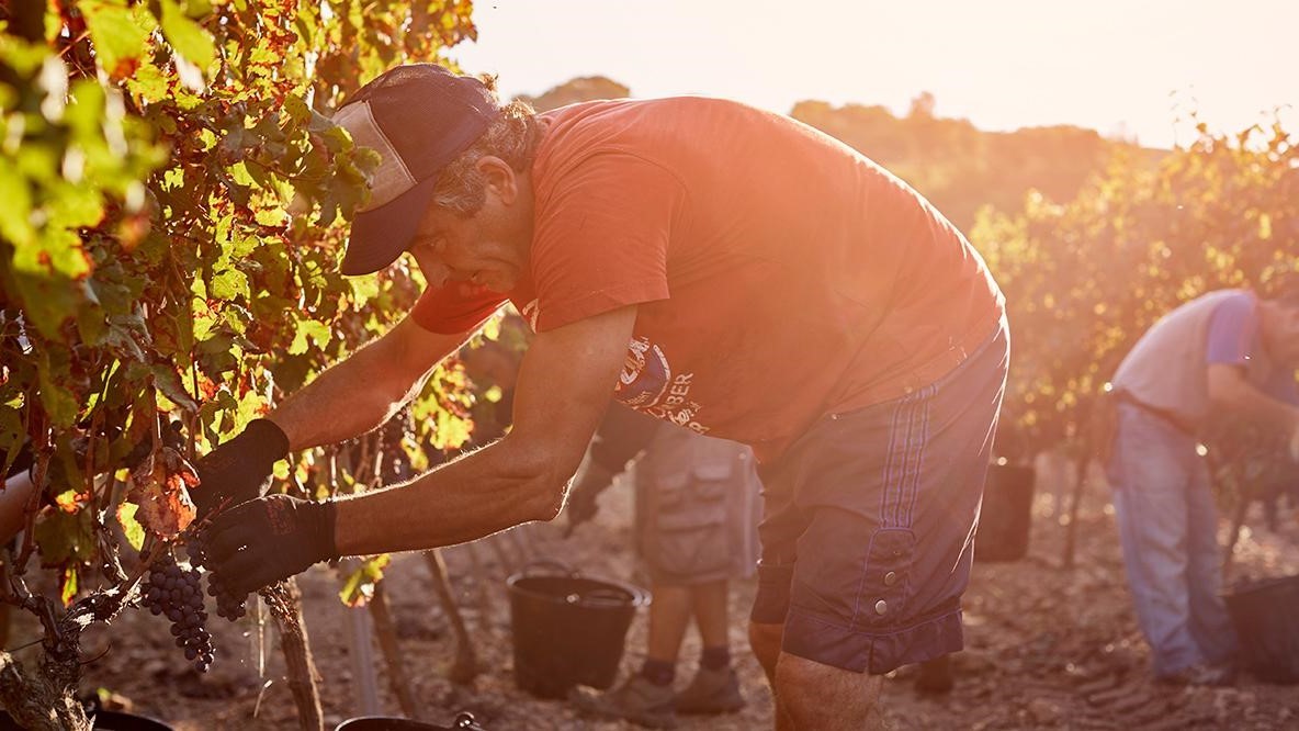 Man wearing cap bending over in field to pick crops; sun shining brightly.