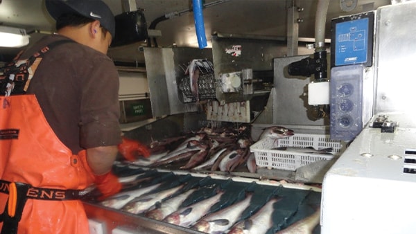 Seafood processing worker inspects fish on Bader machine assembly. Image credit: American Seafoods Group
