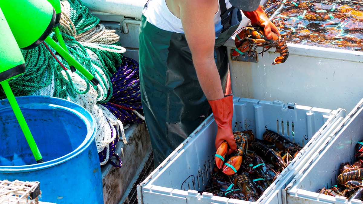 Lobster fisherman sorting live Maine lobsters into containers on a fishing boat. iStock / Getty Images Plus