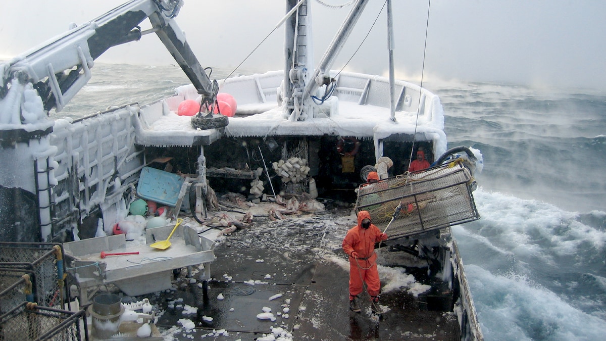 Commercial fishermen pull in a crab pot while fishing in the Bering Sea. Image by Jonathan Hillstrand.