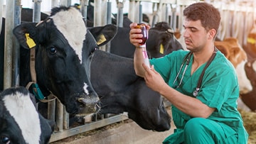 Veterinarian prepares injection for a cow. Credit: mgstudio, Getty Images